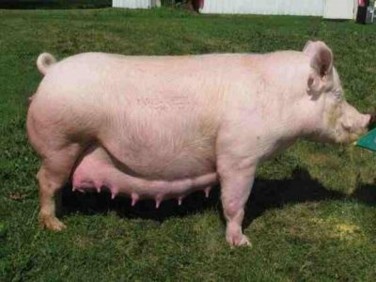 23 Heo nái mang thai 3 1 Phát hiện heo nái mang thai Việc sớm phát hiện heo nái mang 1