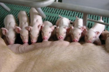 4 1 Dấu hiệu heo nái sắp sinh 24 Heo nái nuôi con Lợn sắp sinh ѕẽ có biểu hiện 2