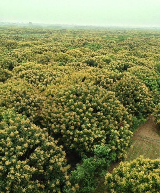 Nhãn Hưng Yên Nguồn sovhttdlhungyen gov vn Long Nhãn Nguồn sovhttdlhungyen gov vn Bún 6