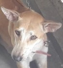 Hình 3 11 Một số loài có tai nhọn đứng điển hình từ trái qua phải chó sói 4