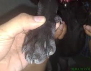 Hình 3 14 Móng đeo trên chó Phú Quốc Tất cả chó Phú Quốc đều có móng đeo ở 6