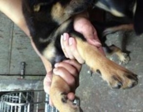 Hình 3 14 Móng đeo trên chó Phú Quốc Tất cả chó Phú Quốc đều có móng đeo ở 7