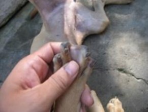 Hình 3 16 Màng bơi trên chân chó Phú Quốc Theo thông tin từ các tài liệu thu thập 9