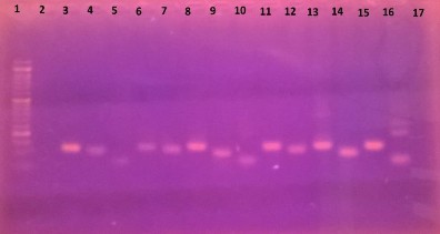 Giếng 1 thang đo 100bp Giếng 2 16 các cặp mồi từ set 1 đến set 4 và mồi β actin 2