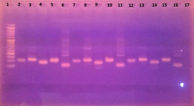 b Kiểm tra trình tự đoạn mồi cá thể PQ4 PQ11 PQ12 Giếng 1 thang đo 100bp Giếng 2 4