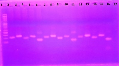 Hình 3 21 Kiểm tra trình tự đoạn mồi các cá thể phân tích 3 3 2 Đánh giá tần 5