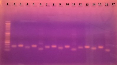 Hình 3 21 Kiểm tra trình tự đoạn mồi các cá thể phân tích 3 3 2 Đánh giá tần 6