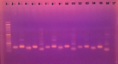 Hình 3 21 Kiểm tra trình tự đoạn mồi các cá thể phân tích 3 3 2 Đánh giá tần 7