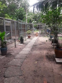 a Mô hình nuôi bán bảo tồn tại Củ Chi b Mô hình nuôi bán bảo tồn tại Vũng 2