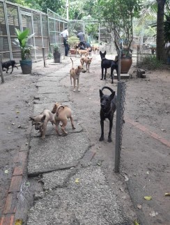 a Mô hình nuôi bán bảo tồn tại Củ Chi b Mô hình nuôi bán bảo tồn tại Vũng 3