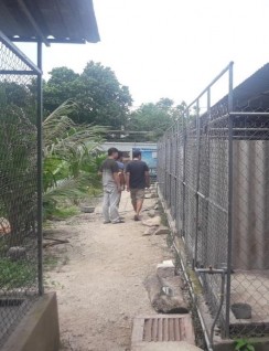 Hình 3 24 Mô hình trại nuôi bán bảo tồn tại Củ Chi và Vũng Tàu Trong các trại 4