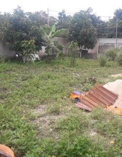 Hình 3 24 Mô hình trại nuôi bán bảo tồn tại Củ Chi và Vũng Tàu Trong các trại 5