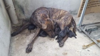 Hình 3 30 Ổ chó mẹ và bầy chó Phú Quốc con tại trại bán bảo tồn Vũng Tàu 10