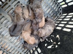 Hình 3 30 Ổ chó mẹ và bầy chó Phú Quốc con tại trại bán bảo tồn Vũng Tàu 11