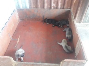 Hình 3 26 Khu vực nuôi chó bố mẹ làm giống và khu vực nuôi ổ sau khi đẻ con 2