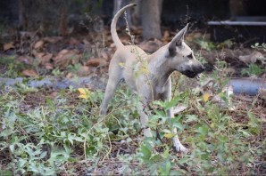 Hình 3 27 Các cá thể chó Phú Quốc đồng hợp lặn về tính trạng xoáy lưng mô 3