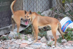 Hình 3 27 Các cá thể chó Phú Quốc đồng hợp lặn về tính trạng xoáy lưng mô 4