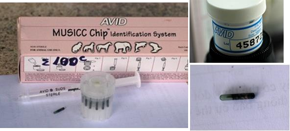 Hình 3 29 Chip điện tử máy dò và bảng điện tử đọc số ID Kiểm tra số đọc 7