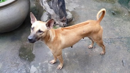 Hình 1 1 Ảnh chó Phú Quốc Việt Nam hình ảnh nhóm nghiên cứu tự chụp tại 1