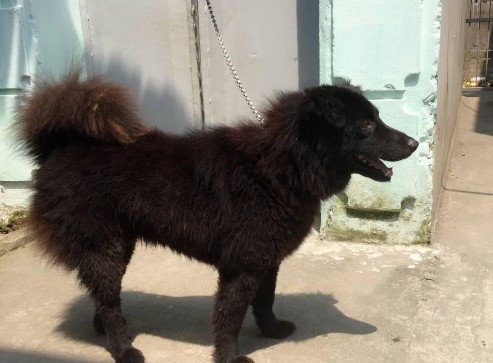 Hình 1 3 Chó Bắc Hà Việt Nam Chó H’mông cộc đuôi là giống chó được coi như 2