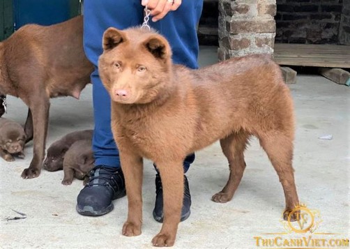 Hình 1 4 Chó H 39 mông cộc đuôi trưởng thành Chó Phú Quốc là giống chó nổi 1