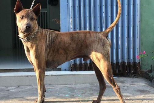 Hình 1 5 Chó Phú Quốc 1 2 Nguồn gốc và hình thái chó Phú Quốc 1 2 1 Các tài 2