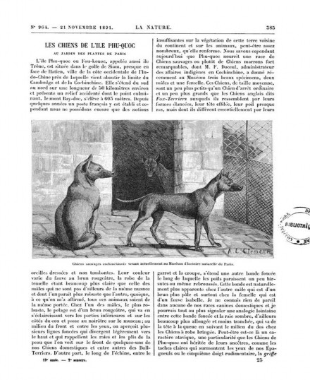 Hình 1 6 Bài viết về chó Phú Quốc trên báo La Nature 83 Giống chó tại Bảo tàng 3