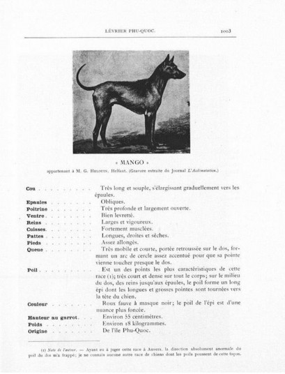 Hình 1 8 Bảng tiêu chuẩn mô tả chó Phú Quốc dựa trên một cá thể con Xoài – 5