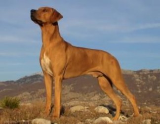 Hình 1 9 Chó xoáy Thái Lan http www dogbreedinfo com thairidg eback htm Hình 1 10 Chó xoáy 7