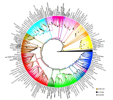 Hình 1 11 Phân tích nguồn gốc 161 giống chó trên thế giới 53 Phân tích nguồn 1