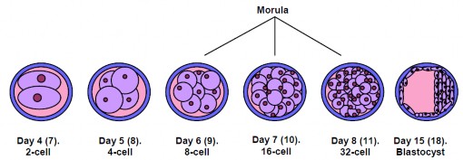Hình 1 12 Quá trình phát triển phôi thụ tinh ở chó 26 Khép ống thần kinh là quá 2