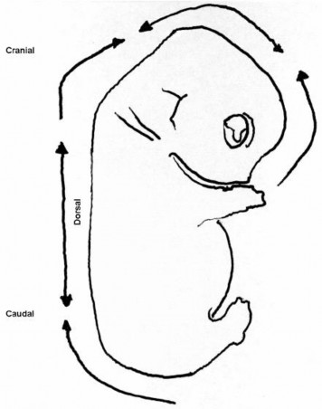 Hình 1 13 Các vị trí khép ống thần kinh trên động vật có xương sống và 3