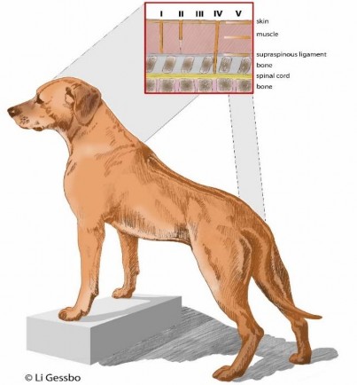 Hình 1 15 Các loại triệu chứng DS trên chó lưng xoáy 57 1 3 4 Cơ sở di truyền 5