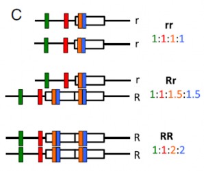 Hình 1 16 Các bản sao biến thể của alen R trên dòng chó xoáy châu Phi 108 Waldo và 1