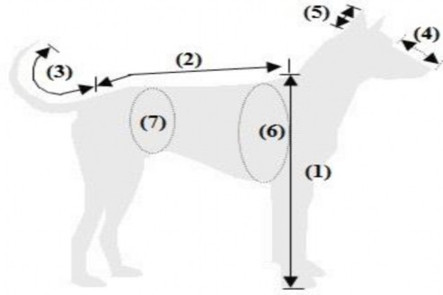 Hình 2 1 Các tham số kích thước hình thái chó Phú Quốc Cá thể khảo sát được 1