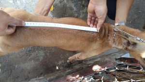 Hình 2 2 Đo một số chỉ tiêu kiểu hình cơ bản chó Phú Quốc 2