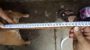 Hình 2 2 Đo một số chỉ tiêu kiểu hình cơ bản chó Phú Quốc 3