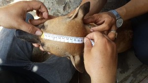 Hình 2 2 Đo một số chỉ tiêu kiểu hình cơ bản chó Phú Quốc 4