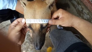 Hình 2 2 Đo một số chỉ tiêu kiểu hình cơ bản chó Phú Quốc 5