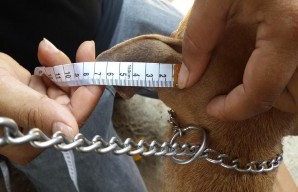 Hình 2 2 Đo một số chỉ tiêu kiểu hình cơ bản chó Phú Quốc 7