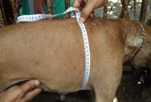 Hình 2 2 Đo một số chỉ tiêu kiểu hình cơ bản chó Phú Quốc 8