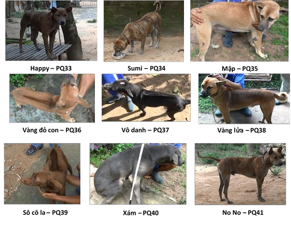 Hình 3 1 Một số cá thể chó Phú Quốc tại huyện đảo Phú Quốc Thông tin từ 3