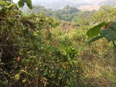 1 A 1 B 1 C Hình 1 Thu mẫu tại sinh cảnh rừng tự nhiên của vùng nghiên cứu 2 A 2 2