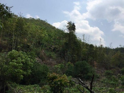 1 C Hình 1 Thu mẫu tại sinh cảnh rừng tự nhiên của vùng nghiên cứu 2 A 2 B Hình 3