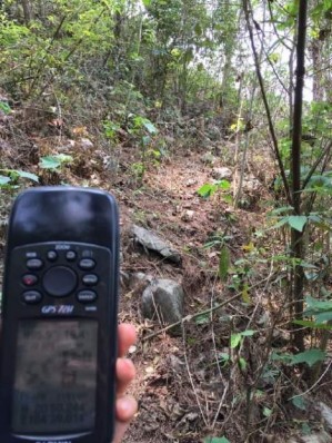 2 A 2 B Hình 2 Thu mẫu tại sinh cảnh rừng nhân tác 3 A 3 B Hình 3 Thu mẫu tại sinh 4