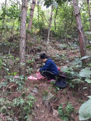 2 A 2 B Hình 2 Thu mẫu tại sinh cảnh rừng nhân tác 3 A 3 B Hình 3 Thu mẫu tại sinh 5