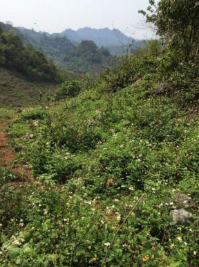 3 A 3 B Hình 3 Thu mẫu tại sinh cảnh trảng cỏ cây bụi Hình 4 Thu mẫu tại sinh 6