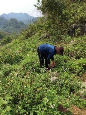 3 A 3 B Hình 3 Thu mẫu tại sinh cảnh trảng cỏ cây bụi Hình 4 Thu mẫu tại sinh 7