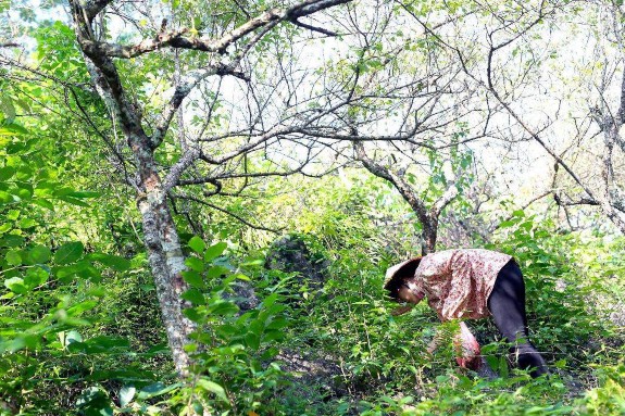 Hình 4 Thu mẫu tại sinh cảnh đất canh tác cây lâu năm Hình 5 Thu mẫu tại sinh 8