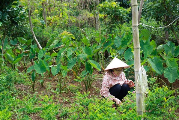 Hình 5 Thu mẫu tại sinh cảnh đất canh tác cây ngắn ngày 9